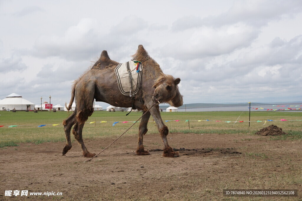 草原上的双峰骆驼