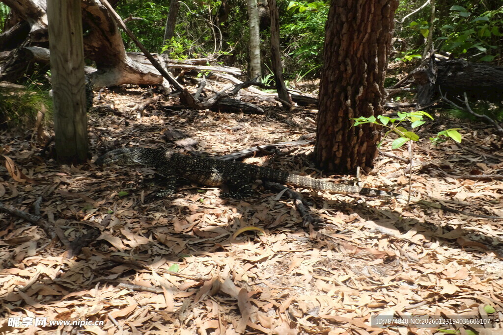 森林中的地面与树木景象