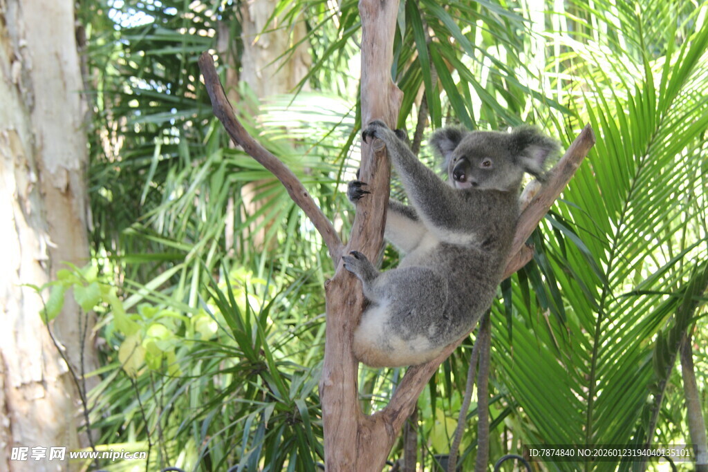 树上的考拉