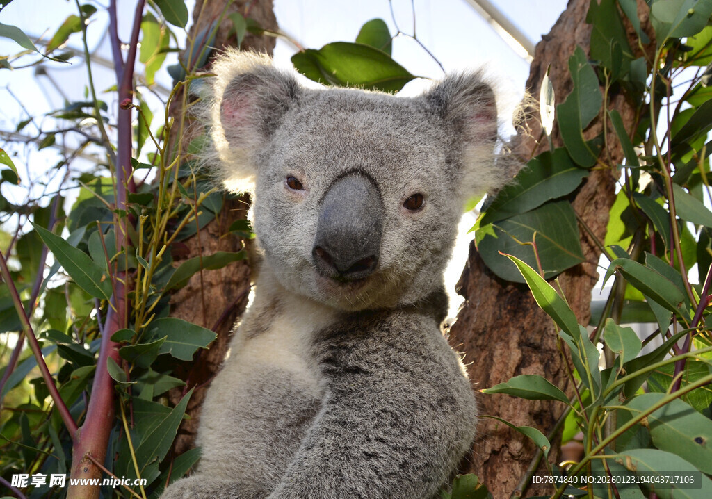 树上的可爱考拉