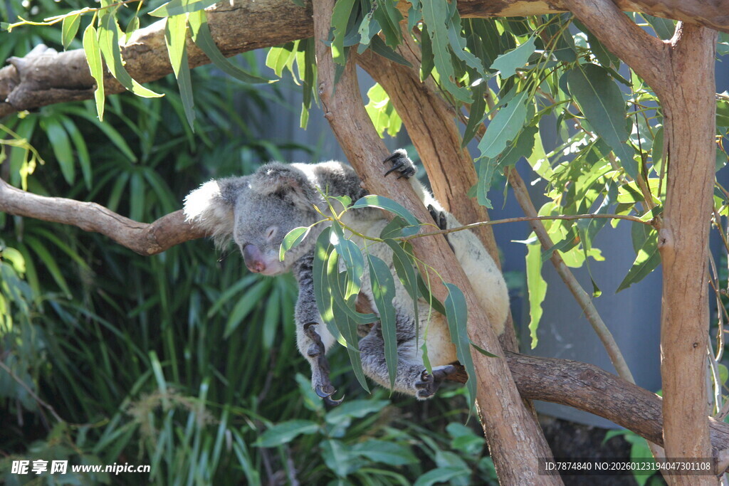 树上的考拉与多彩鹦鹉