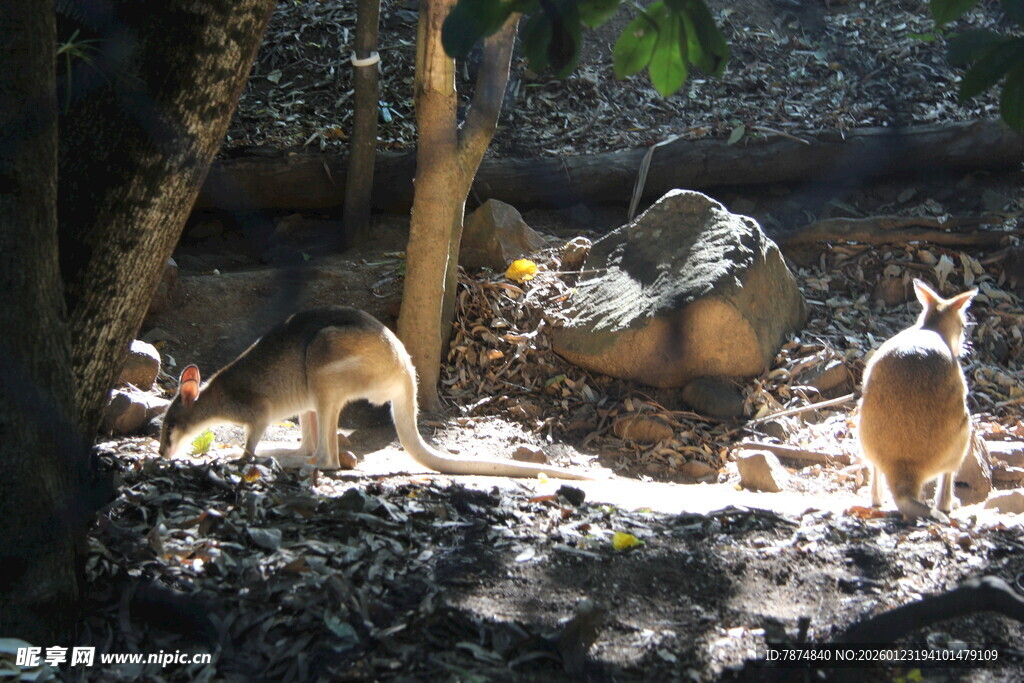 野外环境中的几只袋鼠