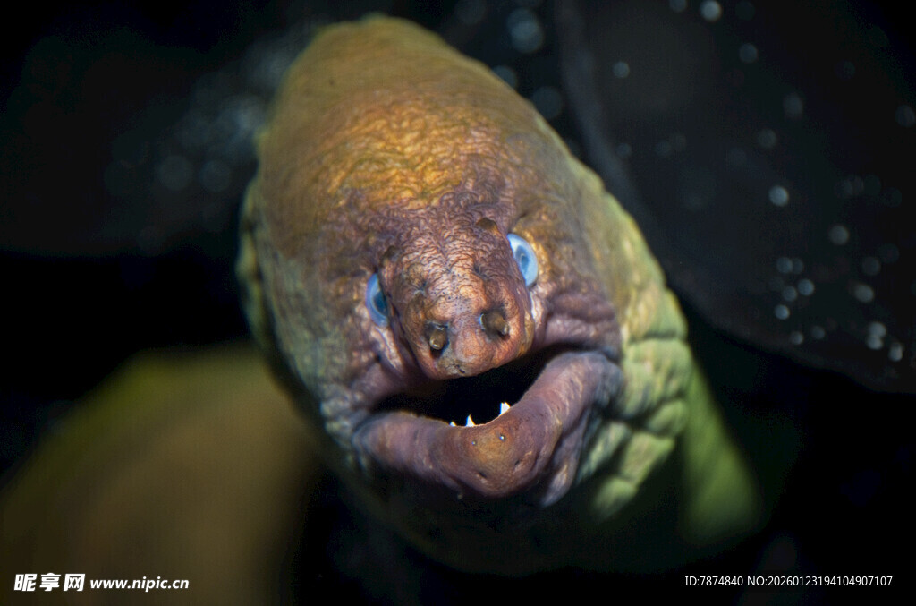张着嘴的海鳗特写