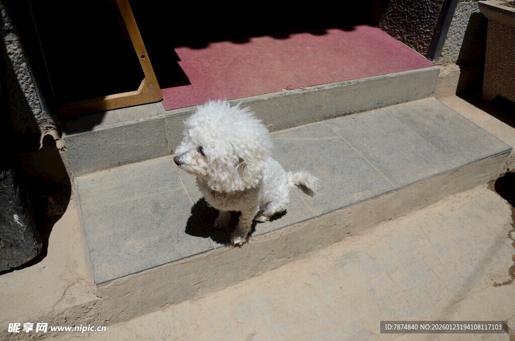 台阶上的白色小狗