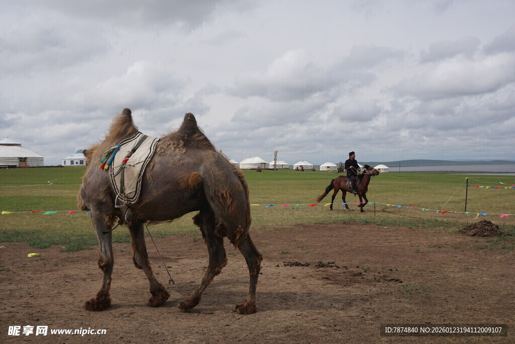 草原上的骆驼与骑手