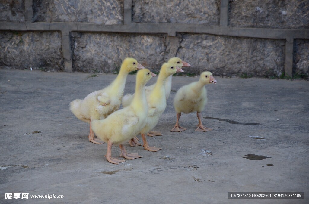 一群小鸭子在地面行走