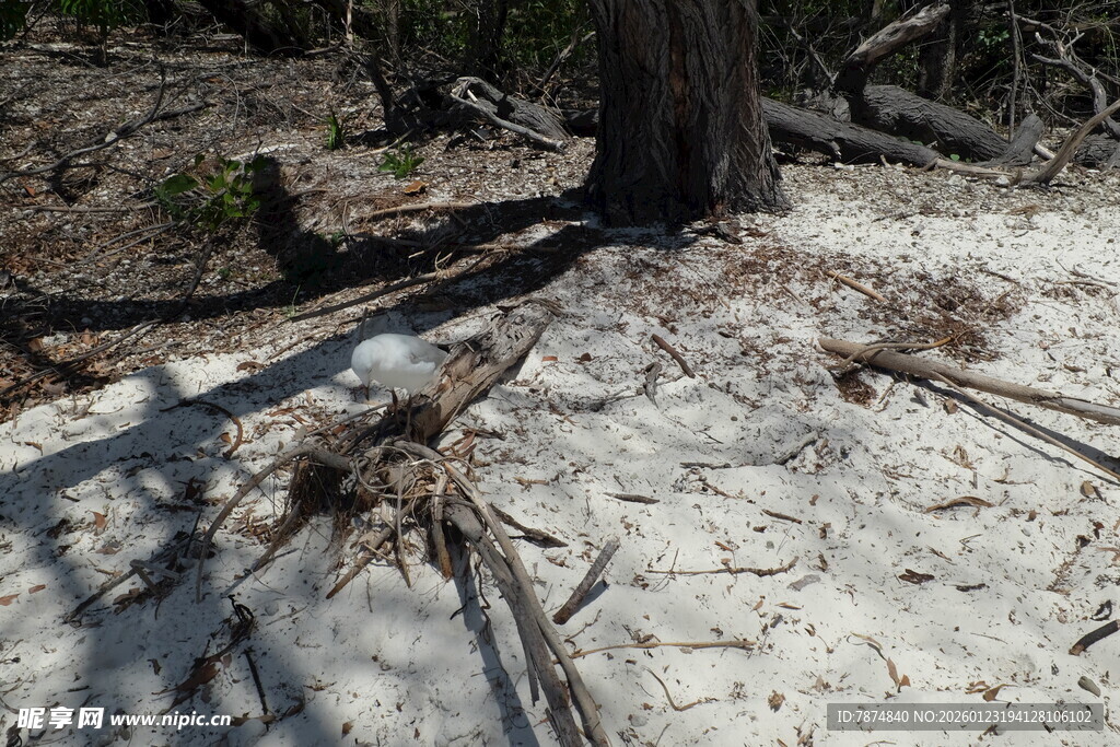 树下沙地散落的枯枝