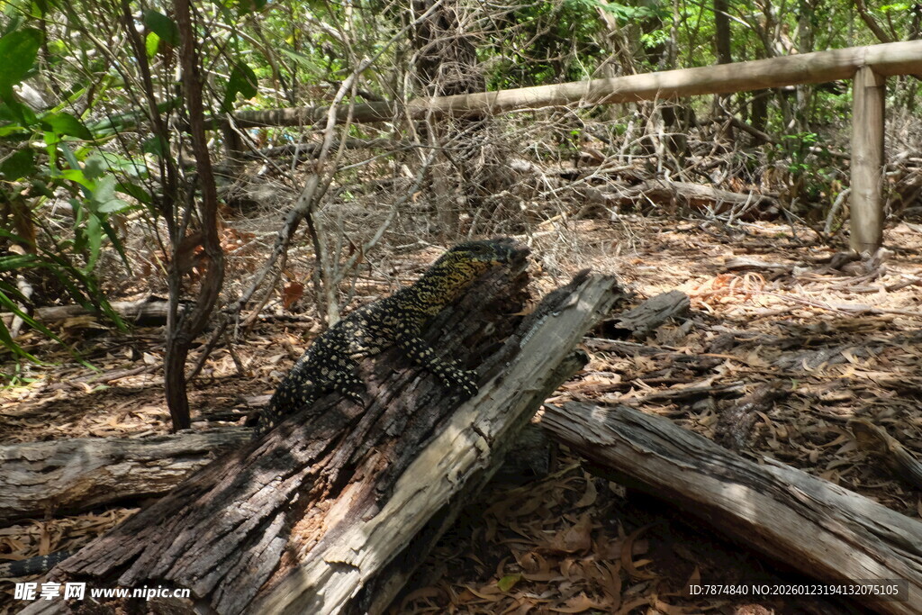 森林中腐朽的倒木景象