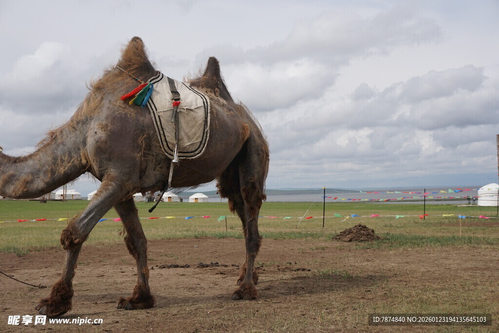 草原上行走的单峰骆驼