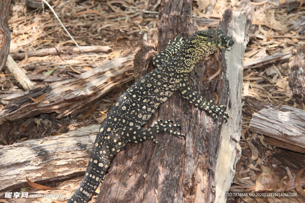 岩石上的斑点蜥蜴