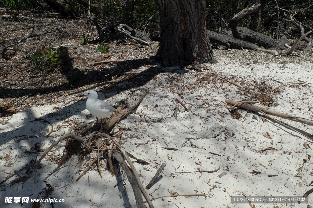 树根裸露于沙地景象