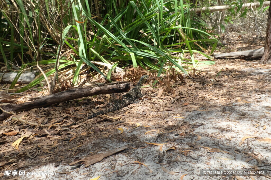 地面上的枯枝与绿色植物
