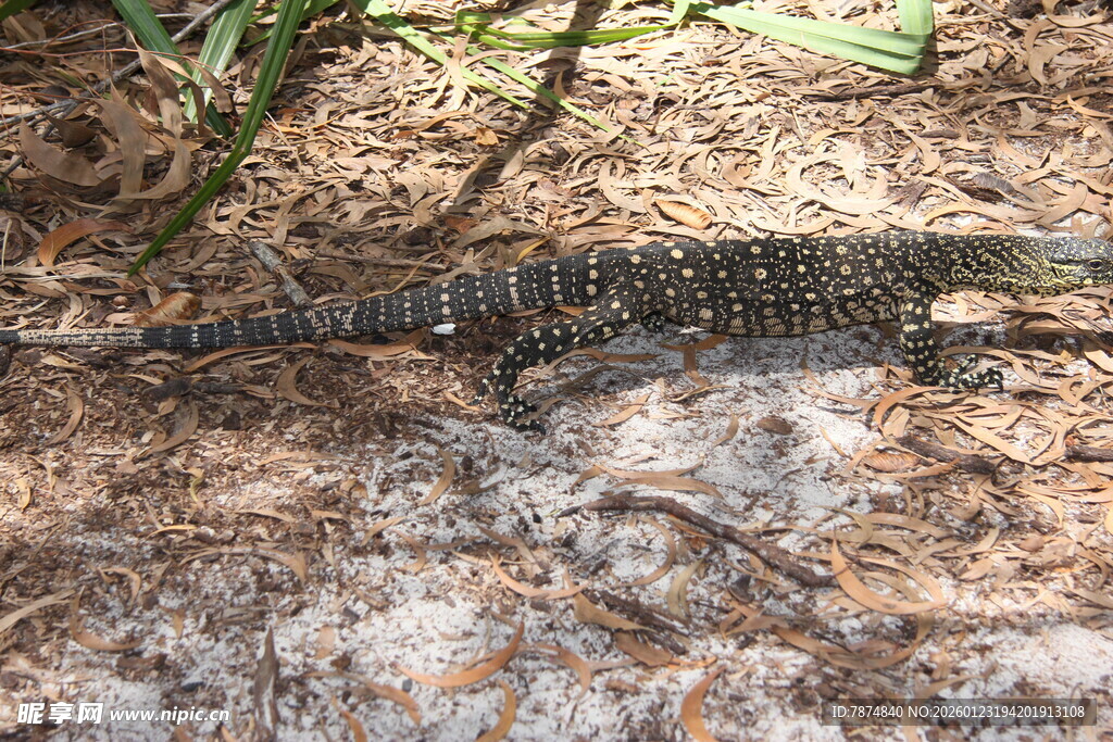 地面上的黑色蜥蜴