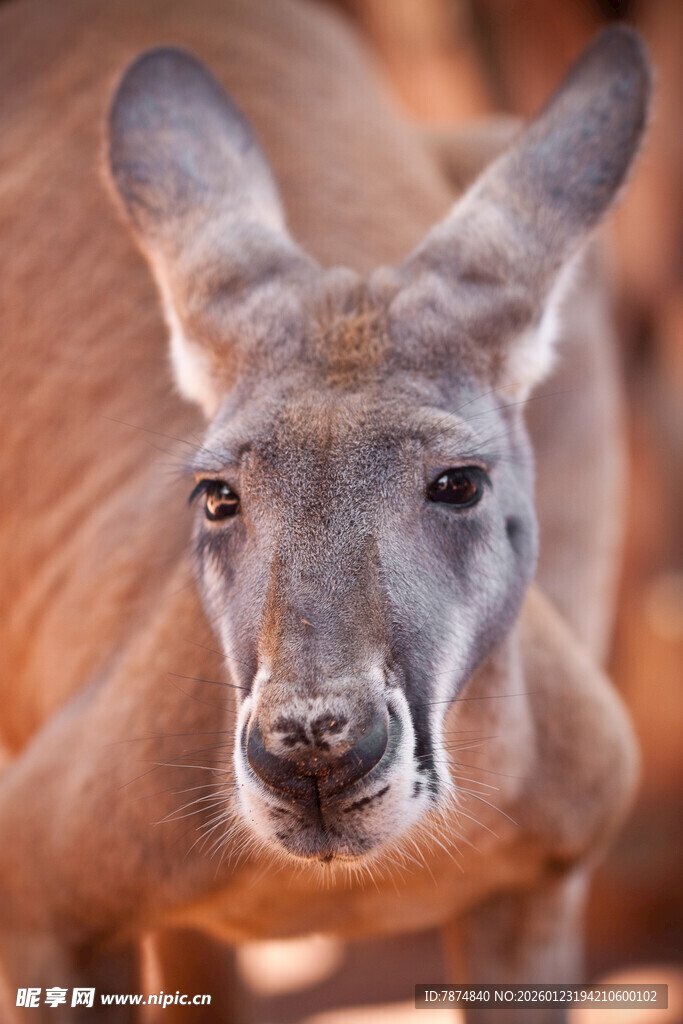 袋鼠近景特写