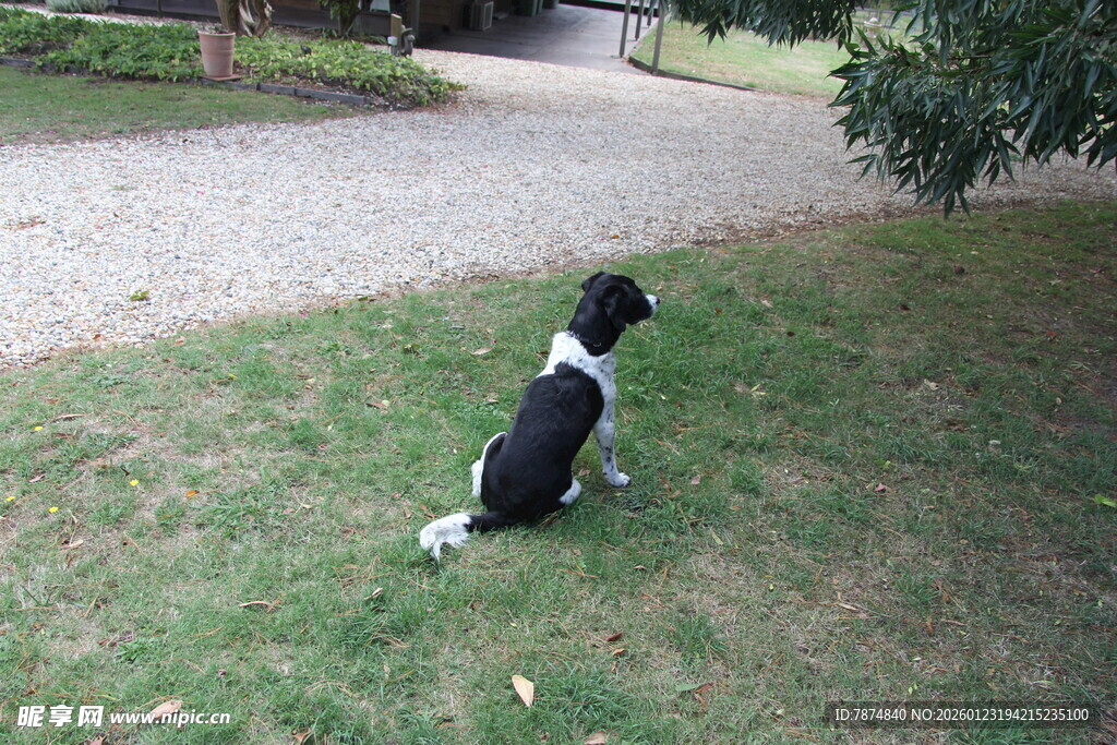 黑白狗坐草地望向远方