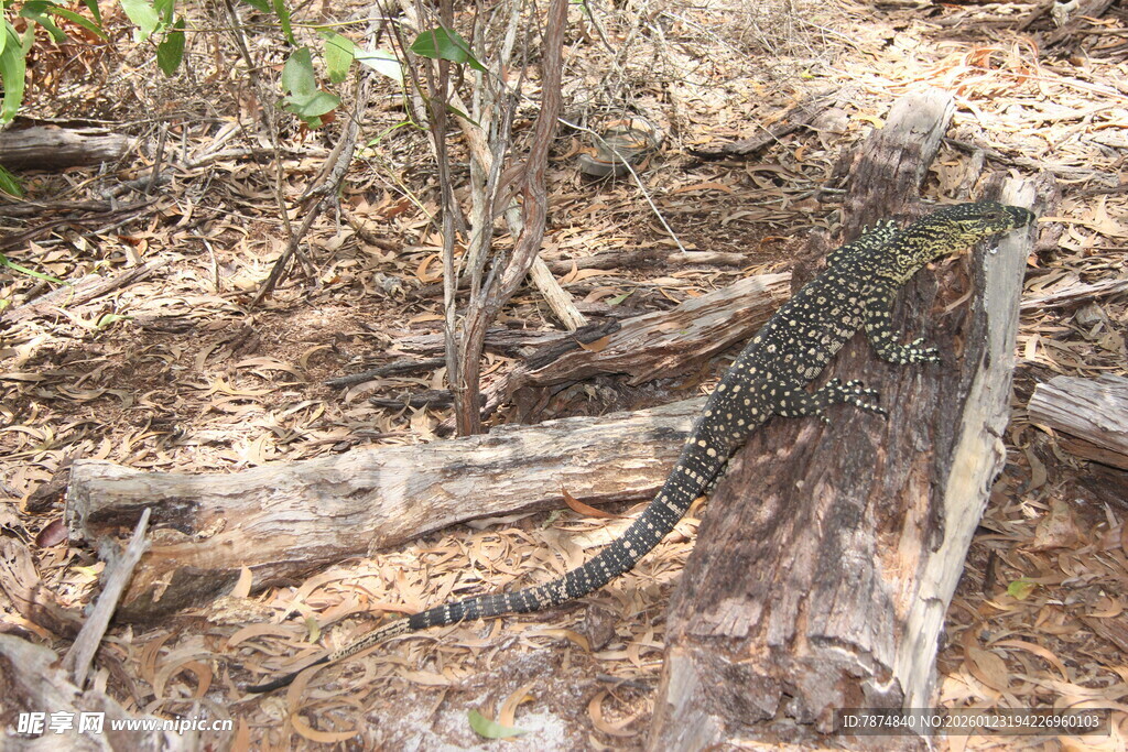 野外林中的一只斑点蜥蜴