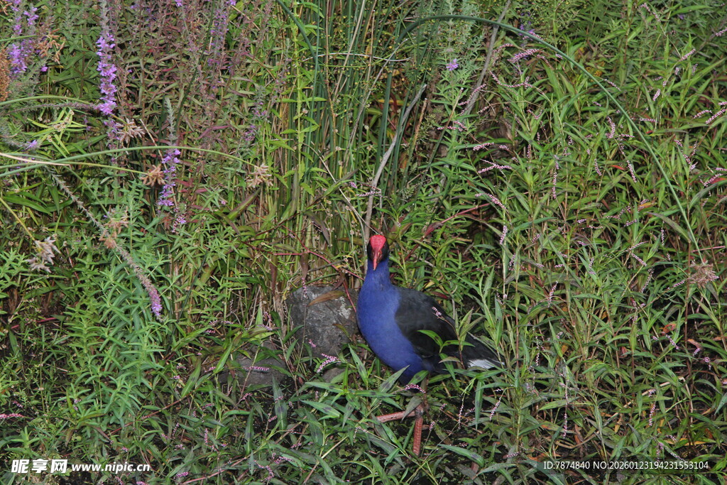 草丛中的蓝色鸟儿
