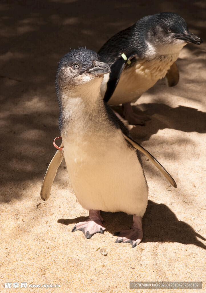 两只小企鹅站在沙地上