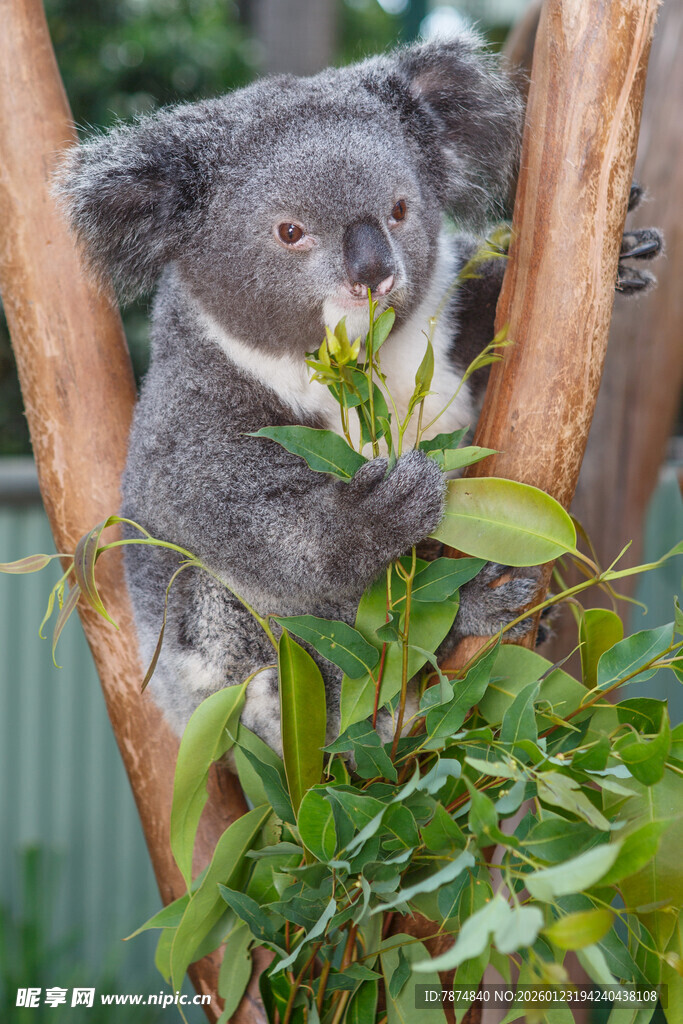 树上的考拉进食嫩绿枝叶