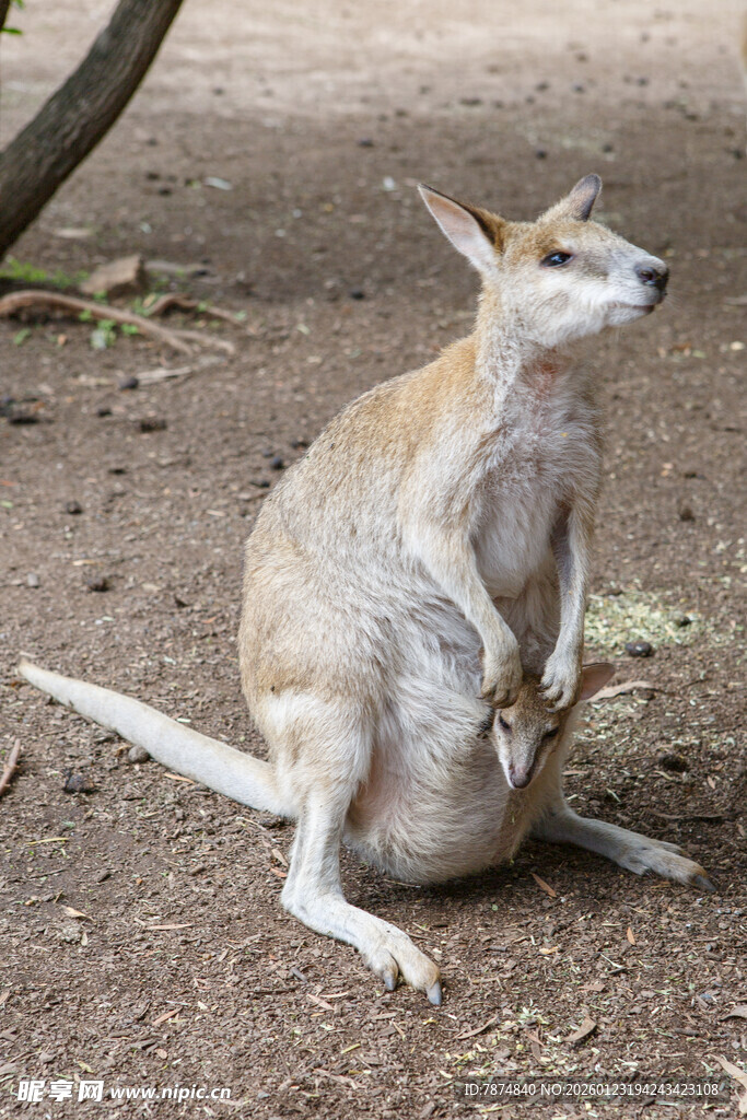 坐着的袋鼠
