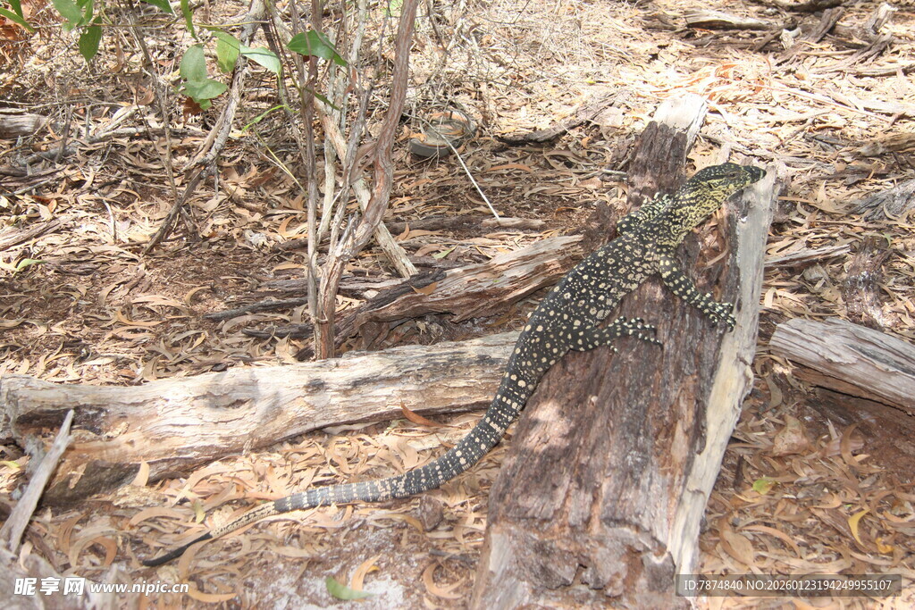 野外树干旁的蜥蜴