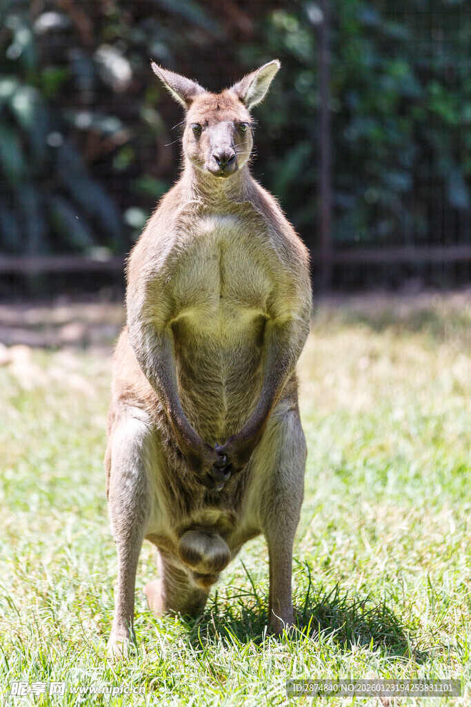 站立的袋鼠