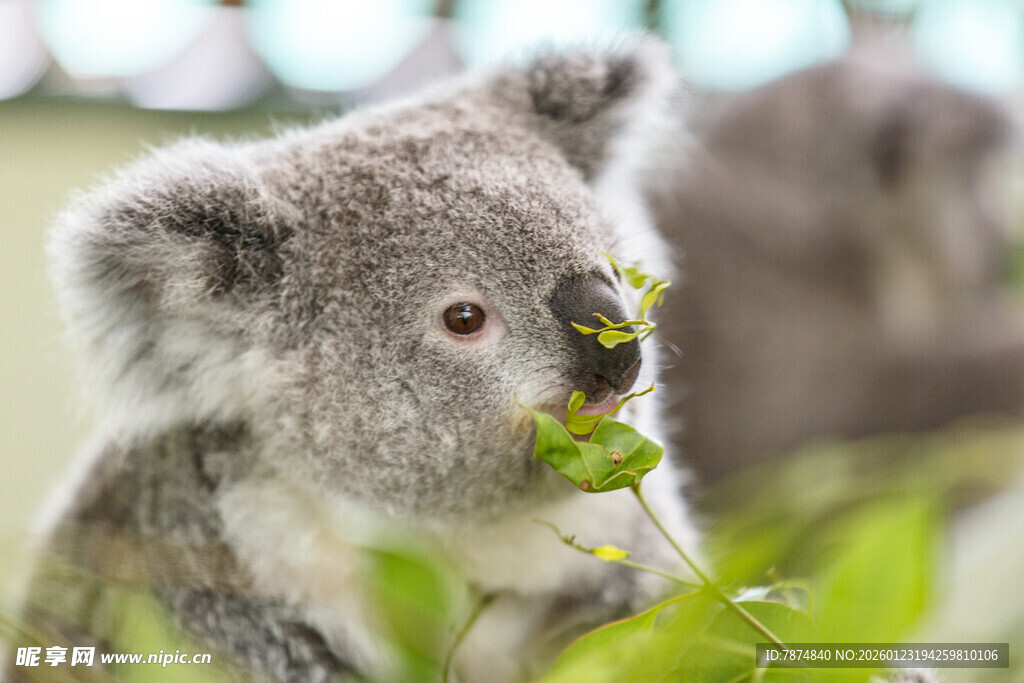 可爱考拉进食瞬间