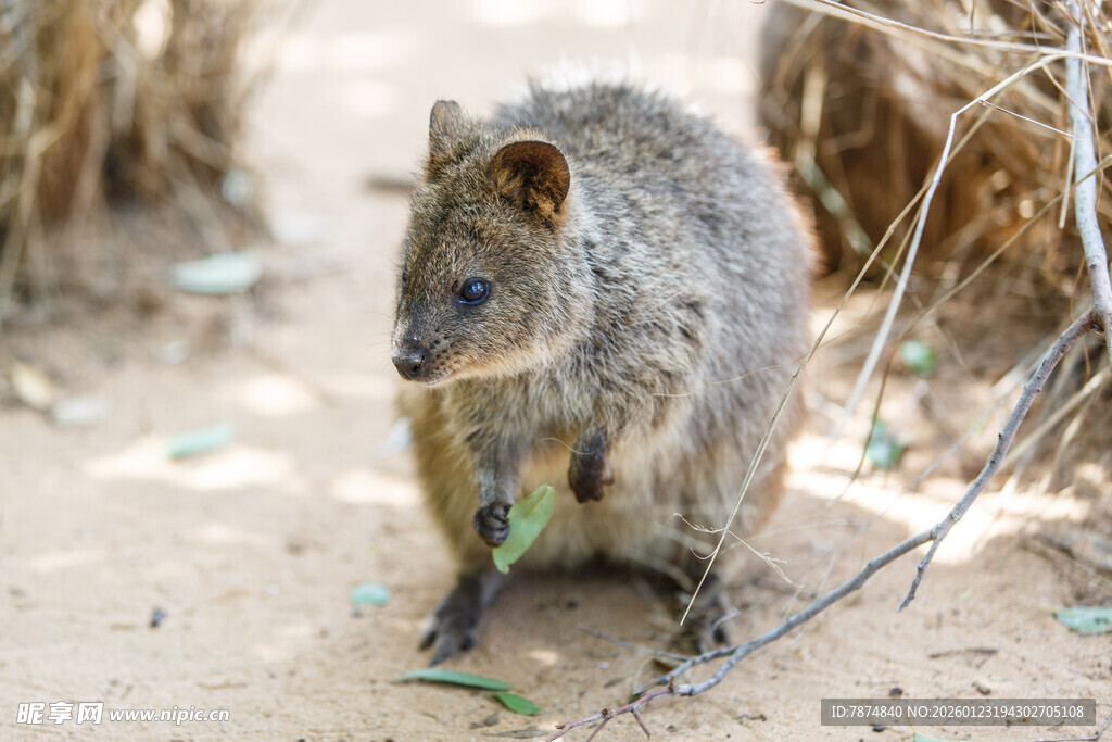 沙地中的小型啮齿动物
