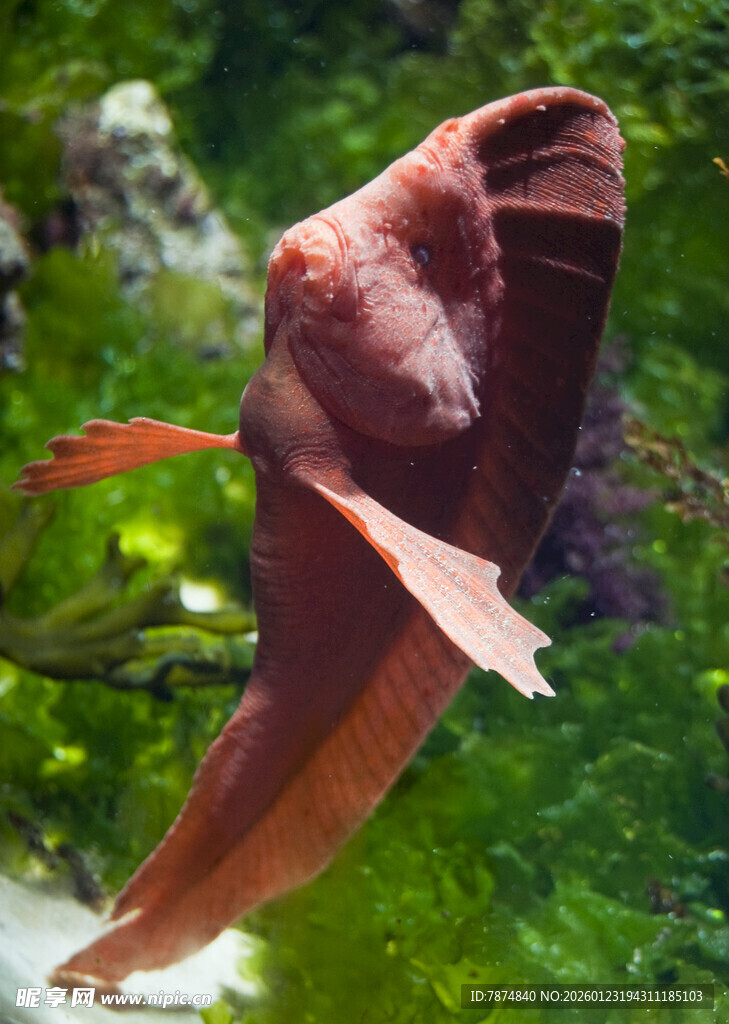 红色观赏鱼在水中游动