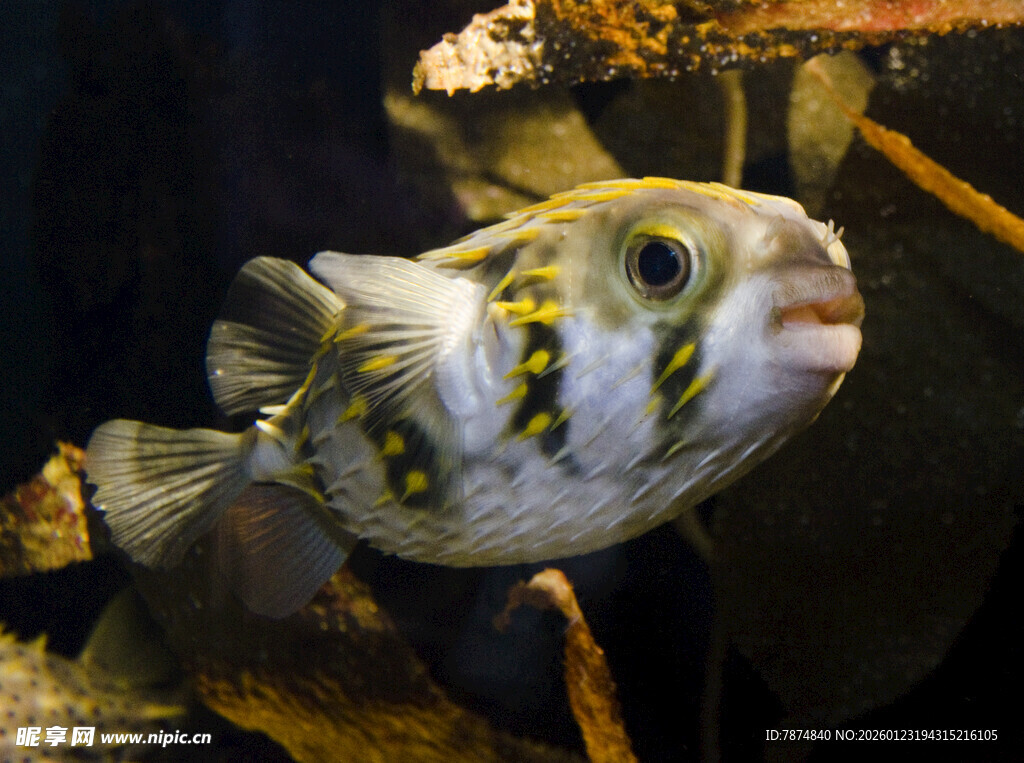 可爱斑点河豚特写