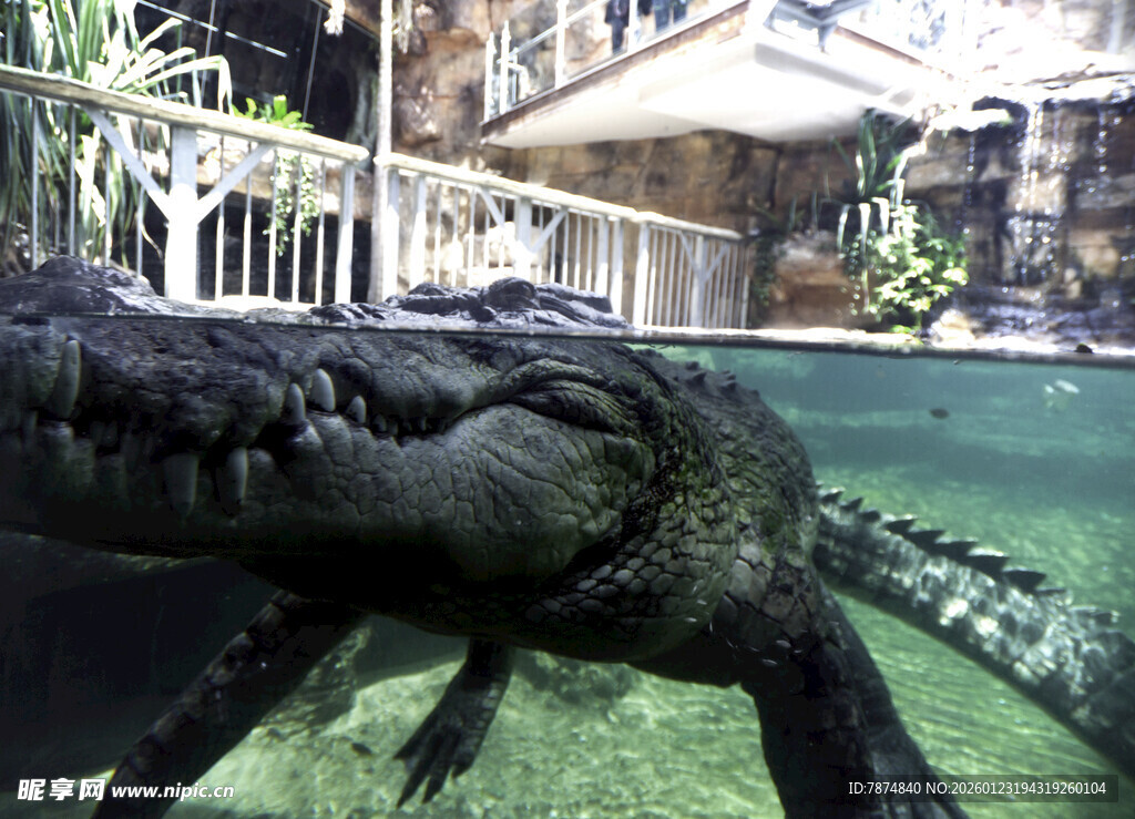 水中的黑色鳄鱼