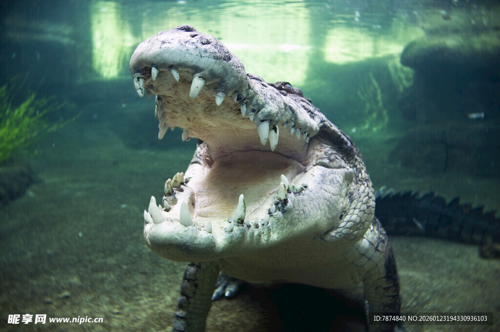张嘴的凶猛鳄鱼