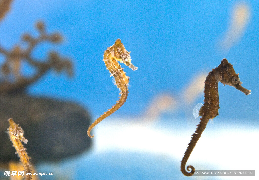 水中灵动的海马