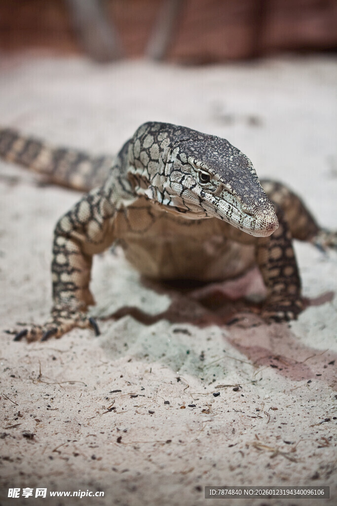 沙漠中的蜥蜴特写