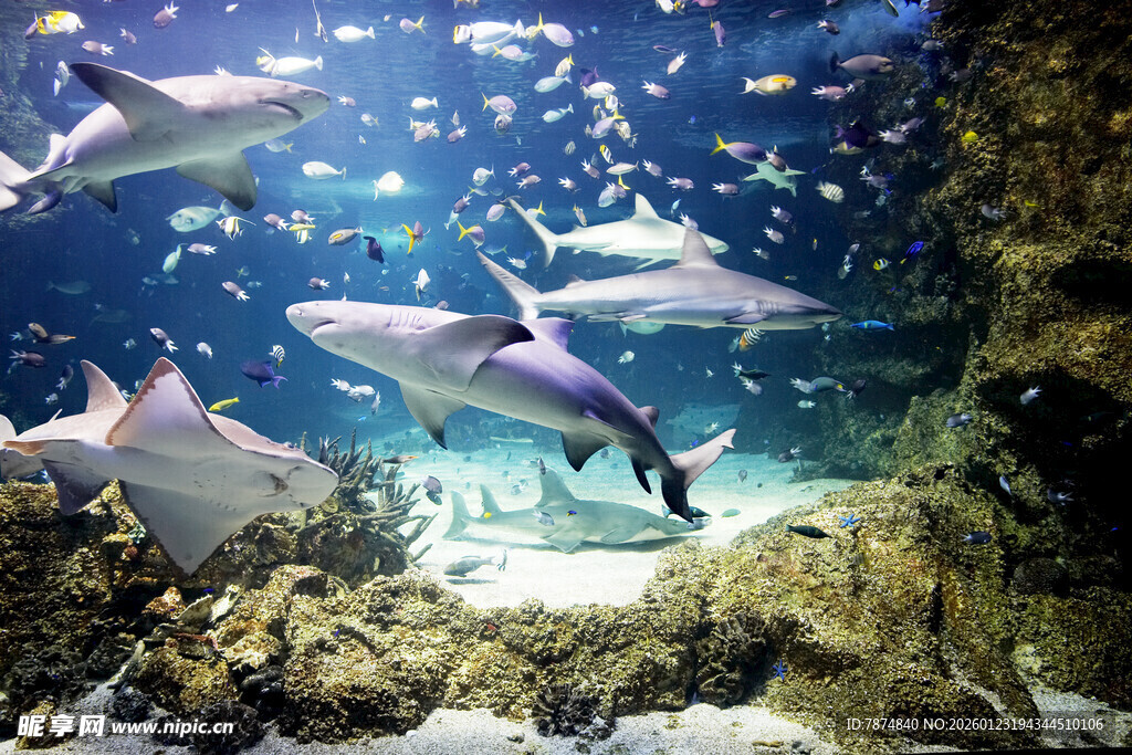 海底世界群鱼共游景象