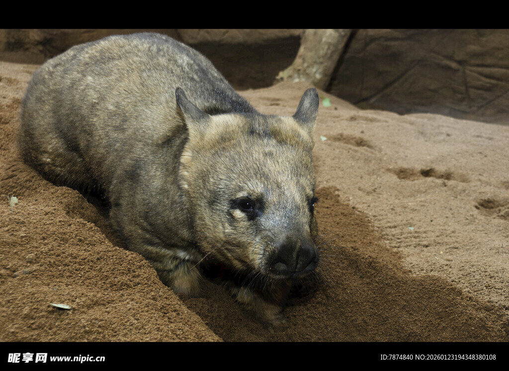 趴在地上的袋熊