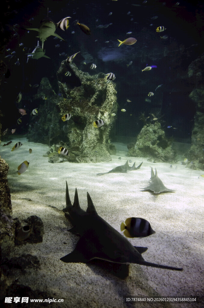 海底世界中的神秘鱼类