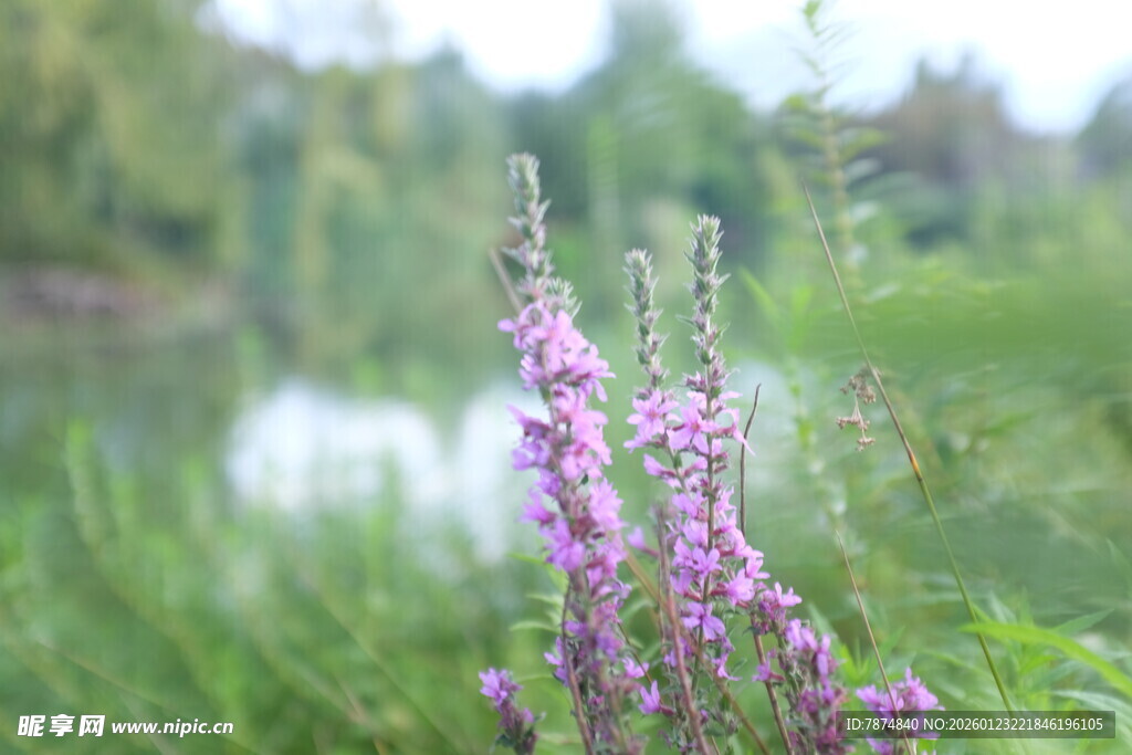 湖畔绽放的紫色花卉
