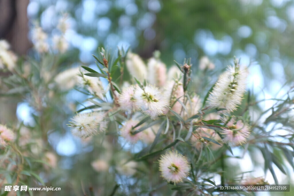 白色花朵绽放枝头
