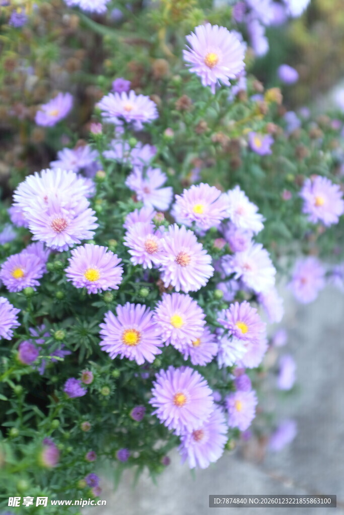 紫色小菊花绽放