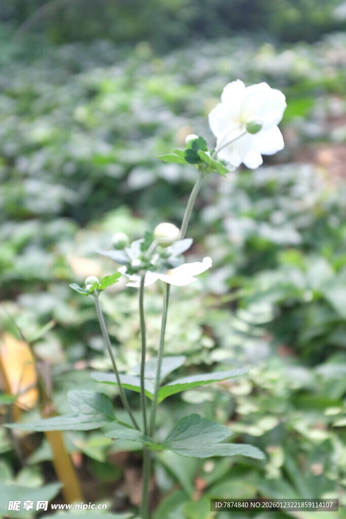 一枝独秀的白色小花
