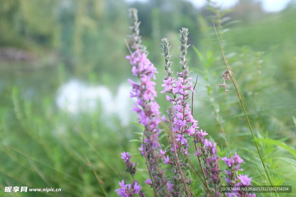 湖畔绽放的紫色野花