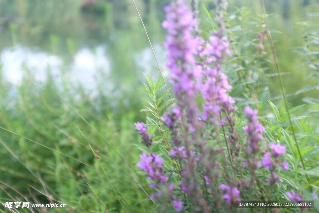 溪边绽放的紫色野花