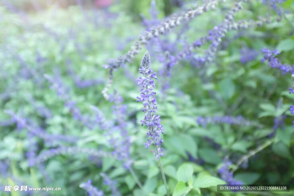 紫色花卉绽放绿意间