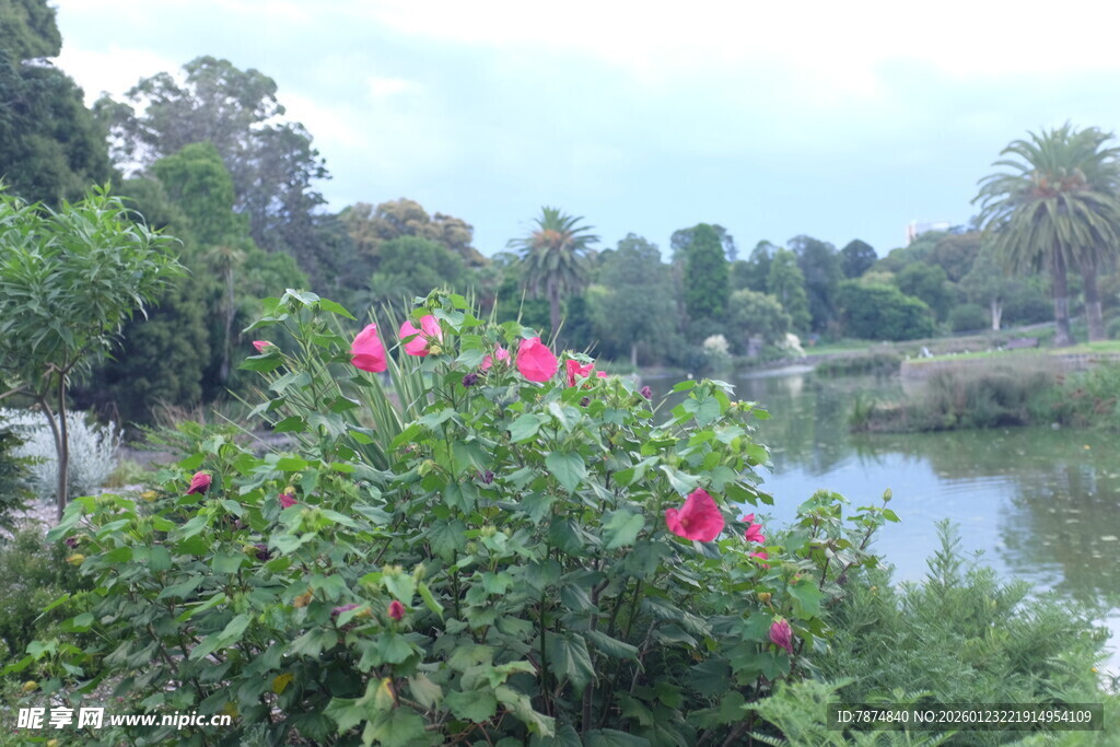 河畔绽放的艳丽花朵