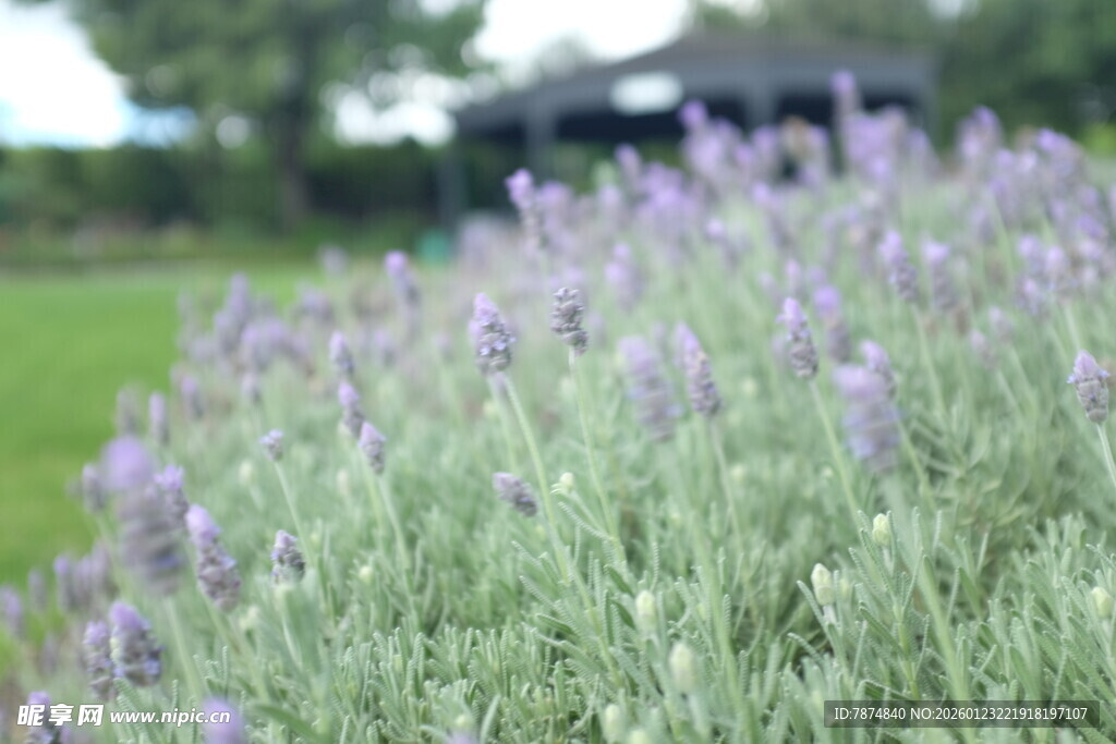 紫色薰衣草花田美景