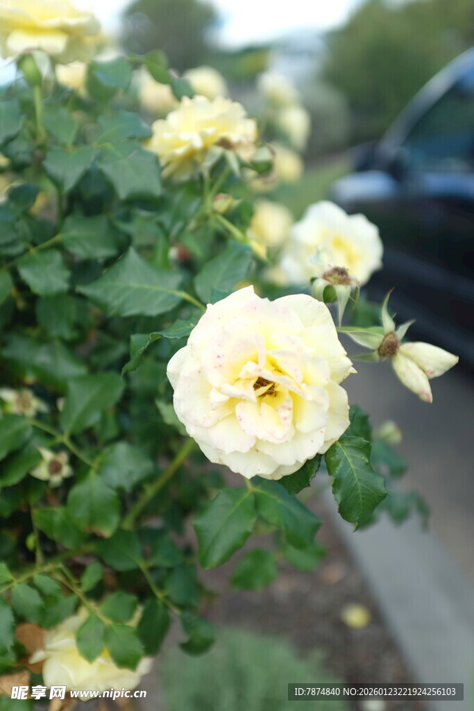 路边绽放的淡黄月季花