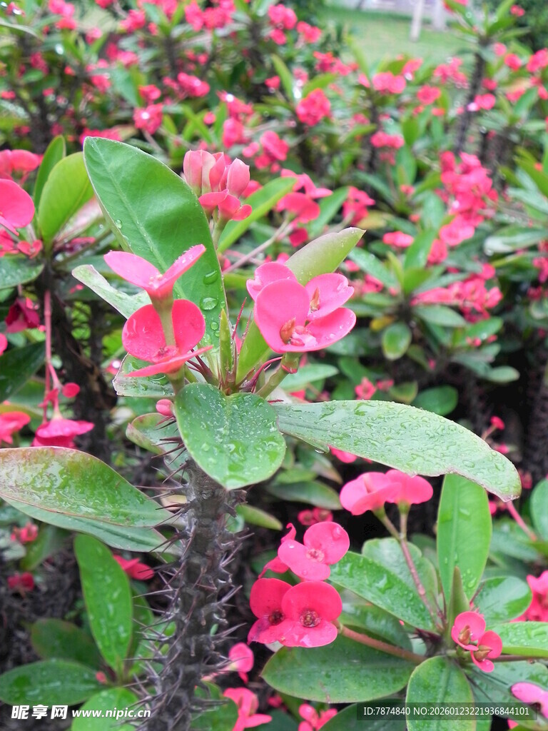 娇艳粉色花朵绿植绽放
