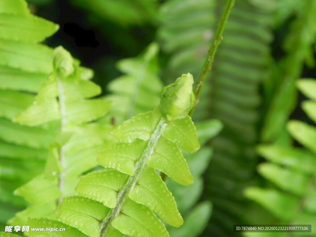 翠绿蕨类叶片特写