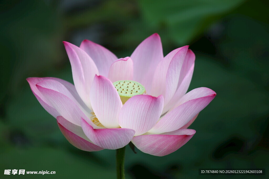 绽放的粉色娇艳荷花